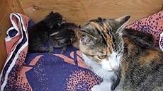 Polá�ková - ko�ata 2