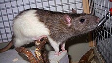 Be�a st - T�i králové - Balatazar