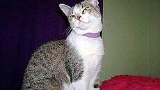 Kernová - Despair jako dáma