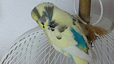 Kola�íková - Kosti�ík 1