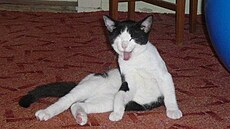 supík - kot� Kimi doma 1