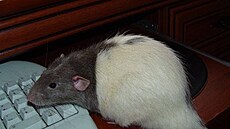 Matylda - Clavicula - 1