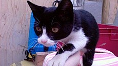 �árka - �ikina hledá domov 2