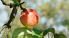 Matylda - podzimní den - 1