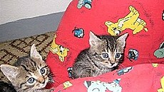 Ma�ky SOS ko�ata