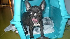 Lucka Veselá - Bobík 1