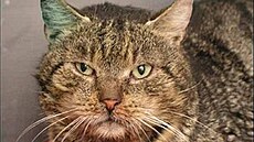 Ma�asová - Kvido po kastraci