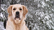 Ma�a - Astor v zim�