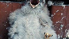 B�tuláskovo - Kes 1