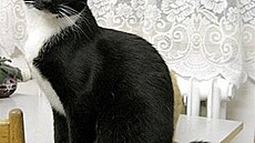 Fenclová - ko�i�ka Terezka