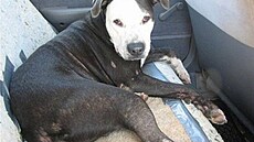 Crossette - Trixie - 2