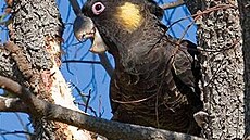 �vehla - Austrálie - Kakadu �lutoocasý 2