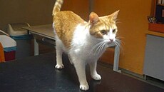 Lucka - opu�t�ný kocourek 