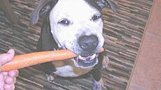 Crossette - Trixie a Sadie 4