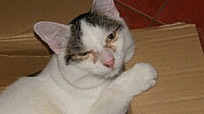 �rámková - Miki 1