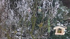 Jordanová - krmení pták� 4