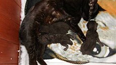 �rámková - zmrzlíci