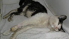 �rámková - zubo�ený kocour