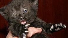 �rámková - zmrzlíci 2