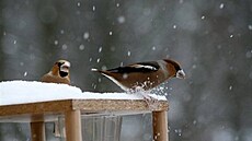 T�ma - ptáci - dlaskové