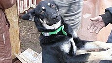 Macková - p�ísp�vky pro útulek 2