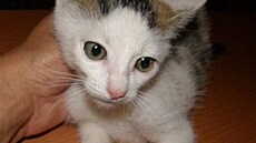 �rámková - kot� s boulí 1