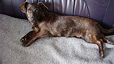 Chocholová - nelezený pejsek 1