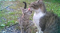 �rámková - kot� a ko�ka 