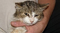 �rámková - Kocour zajíc 1