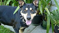 �vehla - Austrálie - Mamillian 1