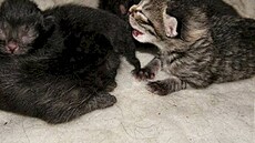 �rámková - ko�ata