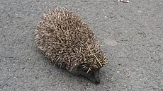 Dede - paní je�ková