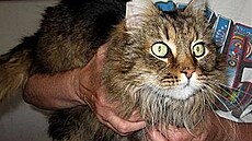 Jav�rková - Mourek mainský mývalý 2