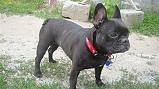 Lucka Veselá - Saxana hledá domov 1