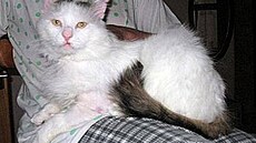 Jav�rková - kocour Herkules 3