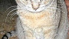 Kolmanová - Prtinky 4