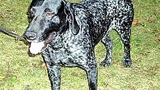 Gmitterová - Hektor 1