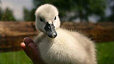 Záchranná stanice Bublava 2