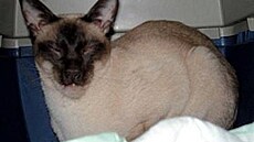 Kolmanová - Princ Dráteník 