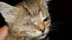 �rámková - �i�i 1