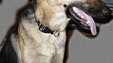 Zárybnická Denisa - zachrán�ní psi - Karma