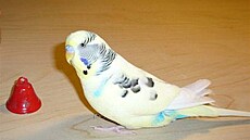 Kola�íková - Kos�a 1