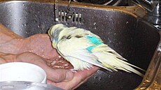 Kola�íková - Kos�a 3