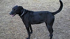 Kolmanová - Georgino 2