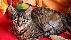 Kacálková - Pale�ek 2