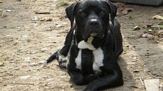 Kolmanová - Black 1