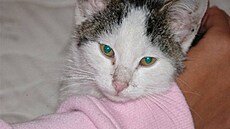 Evvita - nalezenec 1