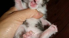 �rámková - ko�ata mr�ata 1