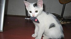 Míla - Lesn�nka s my�kou 