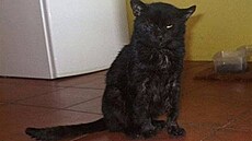 Kacálková - Simba 2